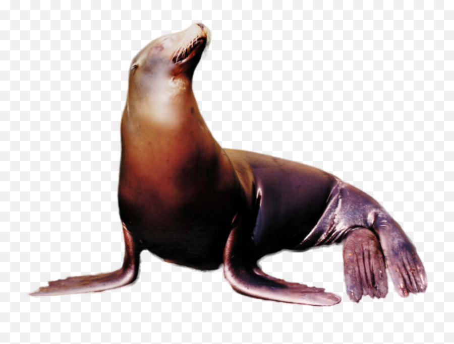 Sea Lion - See Lion Png,Sea Lion Png