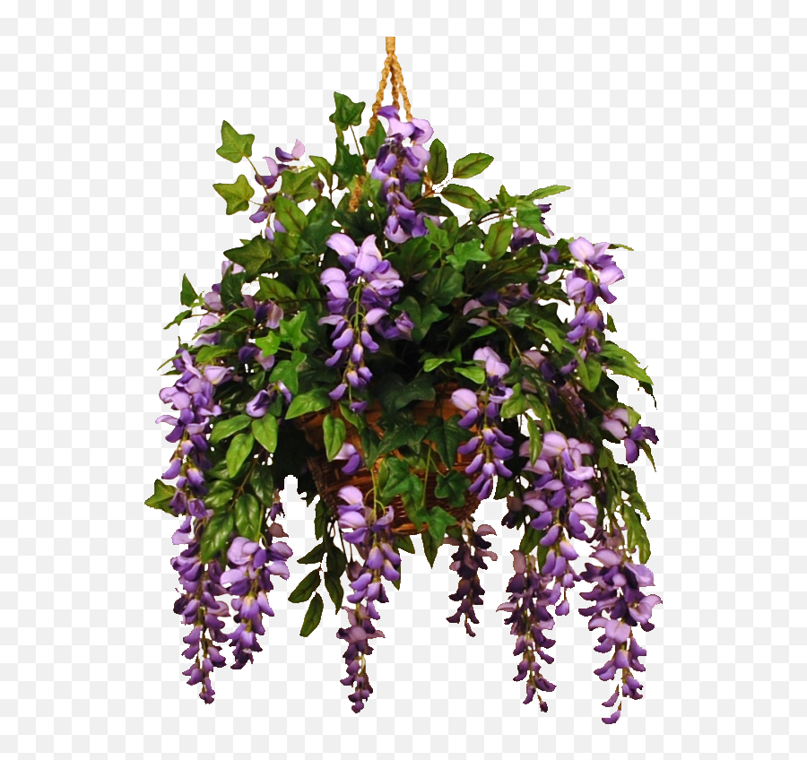 Wisteria Transparent Png Image - Wisteria Png,Wisteria Png