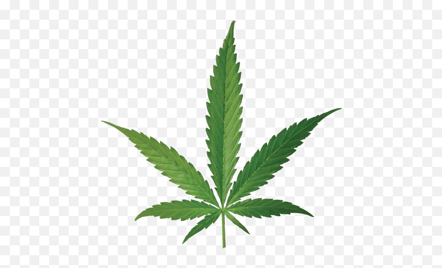 Cannabis Smoking Joint Leaf Bud - Cannabis Png Download Hemp Oil Vs Cbd Oil,Marijuana Leaf Transparent