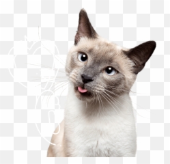 Pet Insurance For Cats U0026 Kittens Petplan - Siamese png