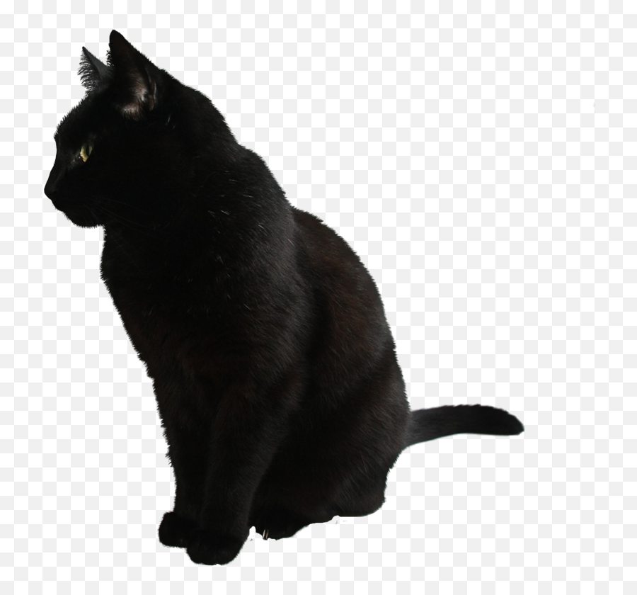 Png - 90 Black Cat Png,Cat With Transparent Background