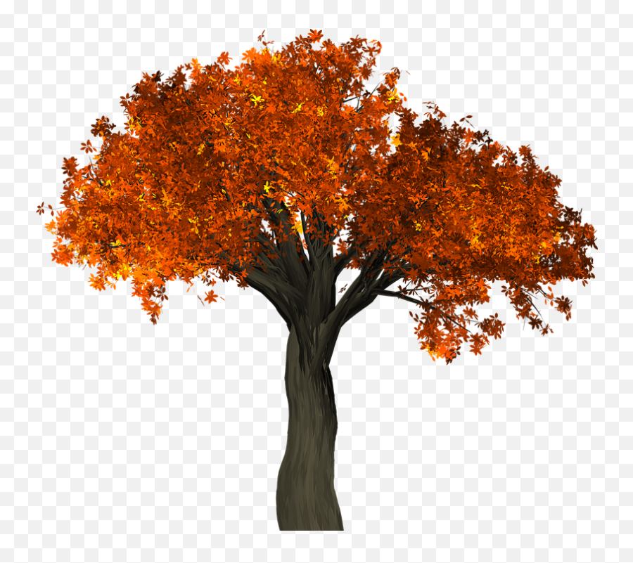 No Tree Png 3 Image - Advice From A Tree Poem,Orange Tree Png