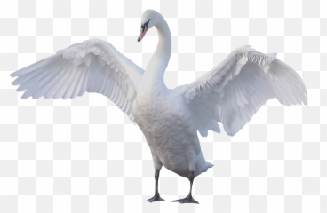Goose Wings Png Transparent Image - Swan Png Transparent,Wings Png Transparent