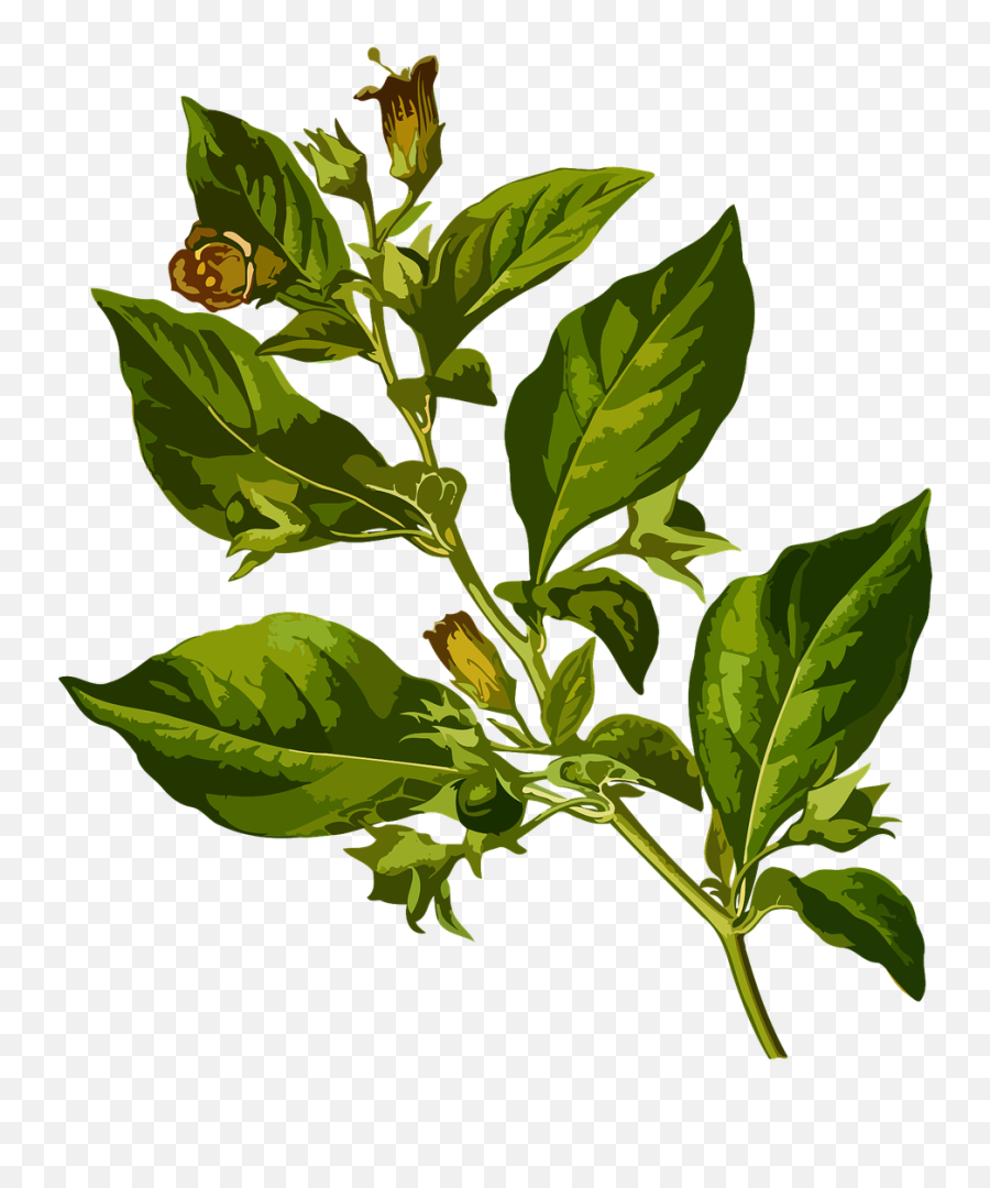 Belladonna Deadly Herbal - Free Vector Graphic On Pixabay Png,Herbs Png