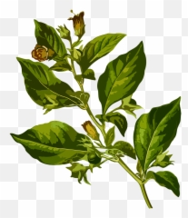 Belladonna Deadly Herbal - Free Vector Graphic On Pixabay Png,Herbs Png
