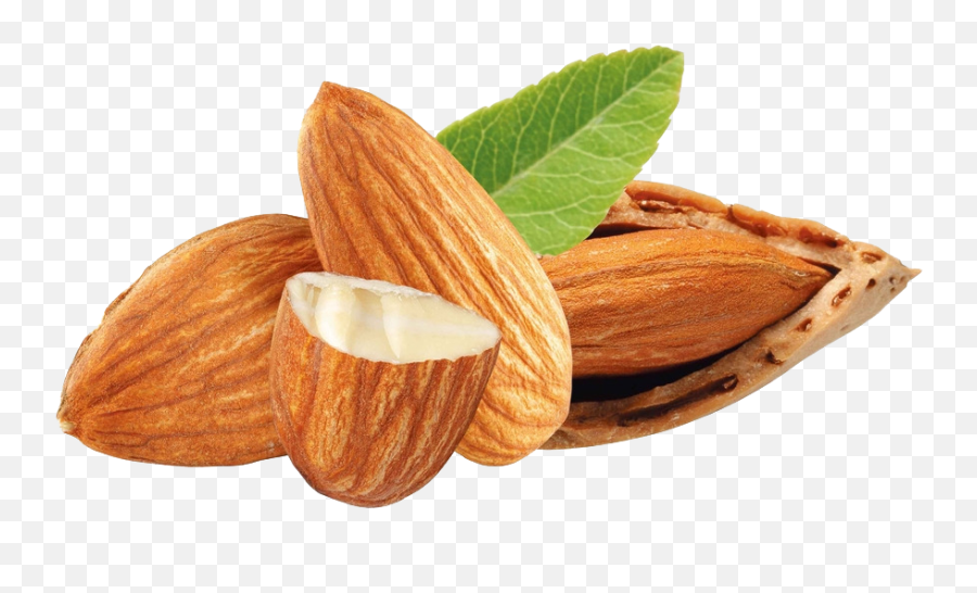 Almond Free Png Images Tree - Png Nuts,Almonds Png