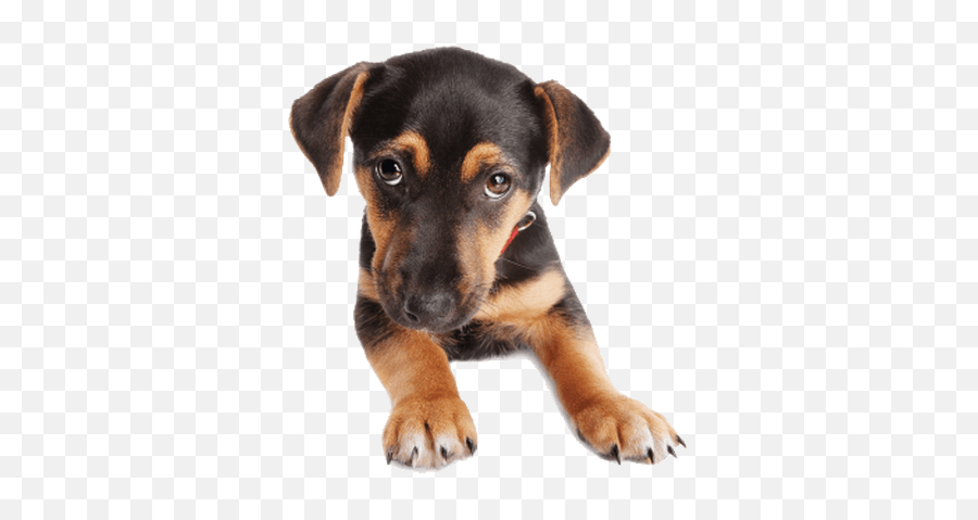 Puppy Dog Face Transparent Png - Transparent Background Dog Face Png,Dog Face Png