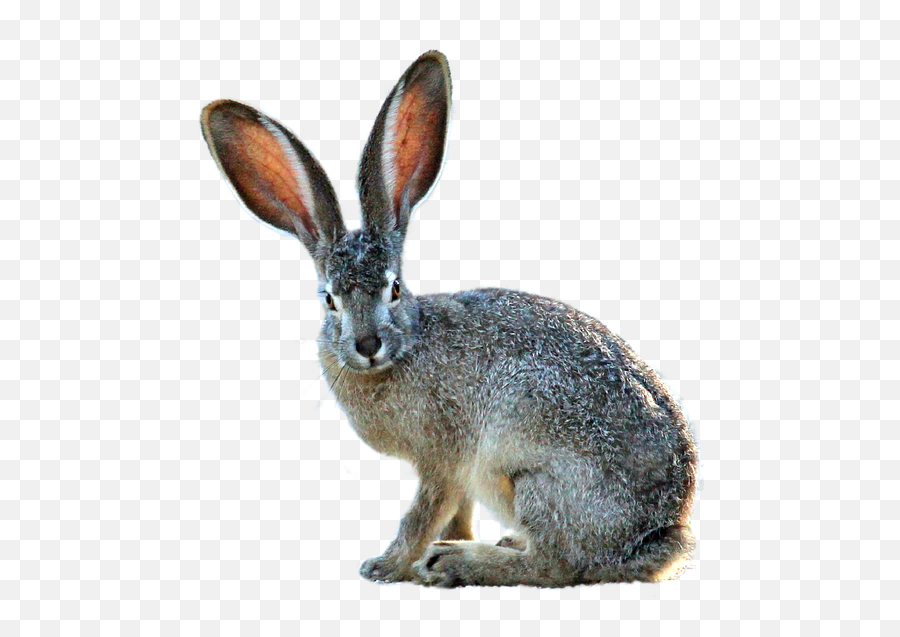 Jack Rabbit Png U0026 Free Rabbitpng Transparent Images - Black Tailed Jackrabbit Png,Rabbit Transparent Background