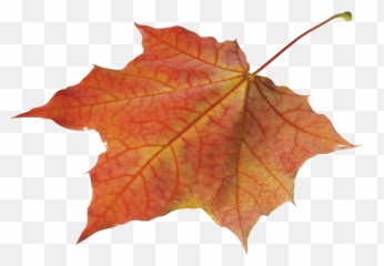 Autumn Leaves Solo Left Transparent Png - Autumn Leave Png,Autumn Leaves Png