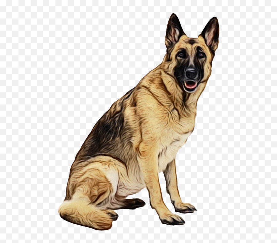 Police German Shepherd Dog Transparent - German Shephers Transparent Png,Dog With Transparent Background