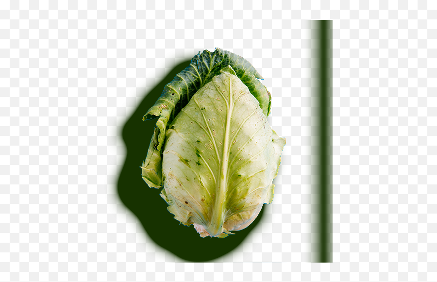 Hirut - Chard Png,Cabbage Transparent