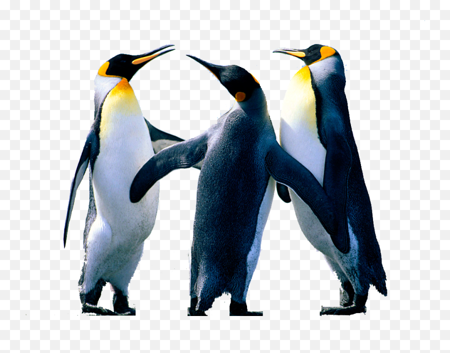Penguin Png Background Image Arts - Penguins Png,Penguin Png
