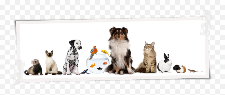 Cão Dog Gato Cat Coelhobunny Rato Mousse Porco Da - Animals In A Pet Store Png,Cachorro Png