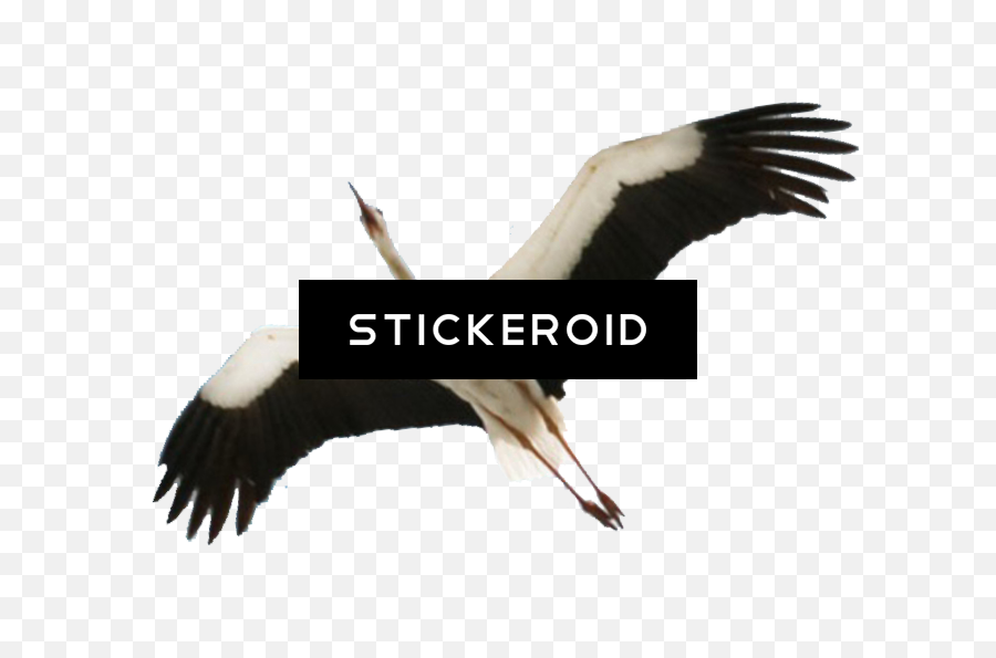 Download Stork Baby Animals - White Stork Png,Stork Png