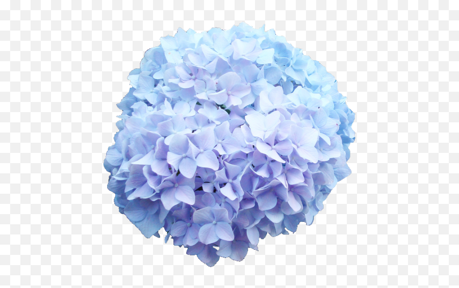 Baby Blue Hydrangea Png Flower Transparent Background