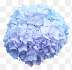 Baby Blue Hydrangea Png