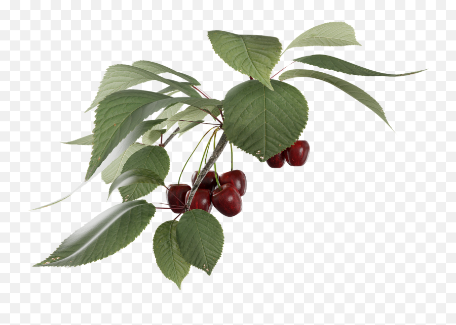 Cherry Fruit Transparent A - Branch Of Cherries Png,Branch Transparent