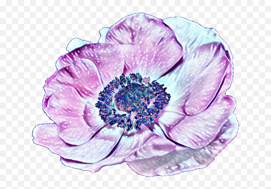Flower - Anemone Png,Plant Transparent Background