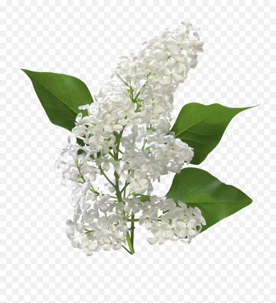 Lilac Png - White Lilac Flower Transparent,Bougainvillea Png