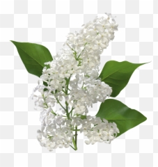 Lilac Png - White Lilac Flower Transparent,Bougainvillea Png