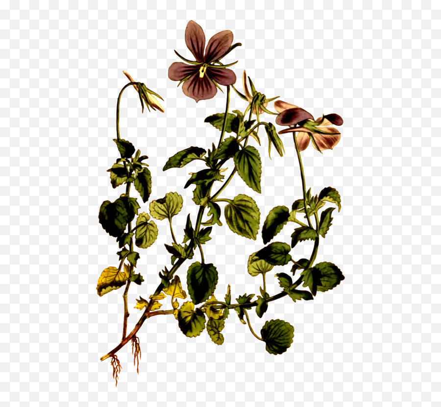 Viola Cornuta Riviniana Botany - Transparent Botanical Drawings Png,Botanical Png