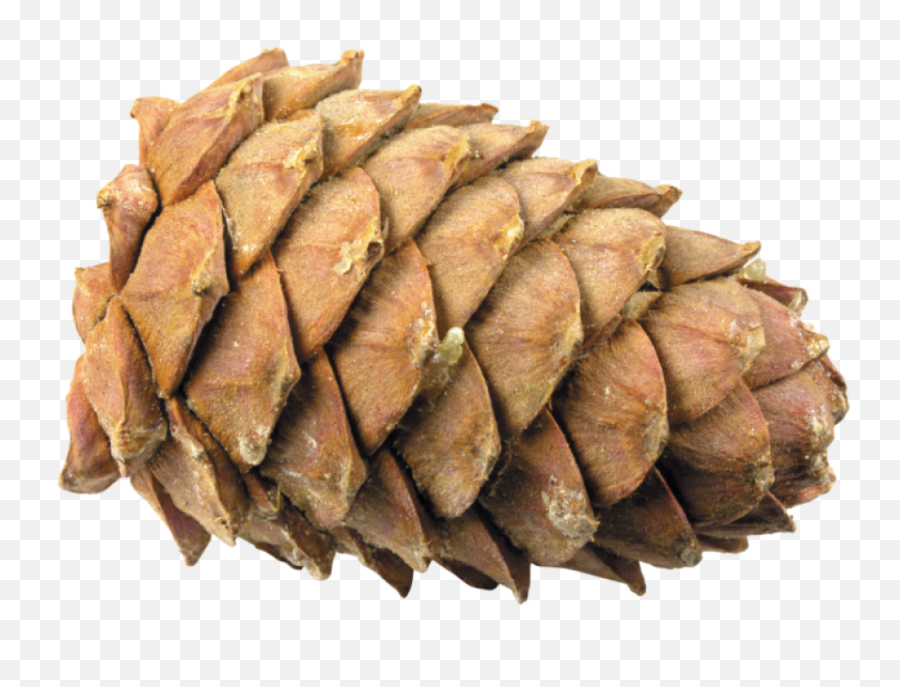 Pine Cone Lying Down Transparent Png - Png,Pine Cone Png