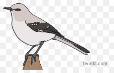 Bird Texas Florida Mississippi Arkansas - Drawing Mississippi State Bird Png,Mockingbird Png