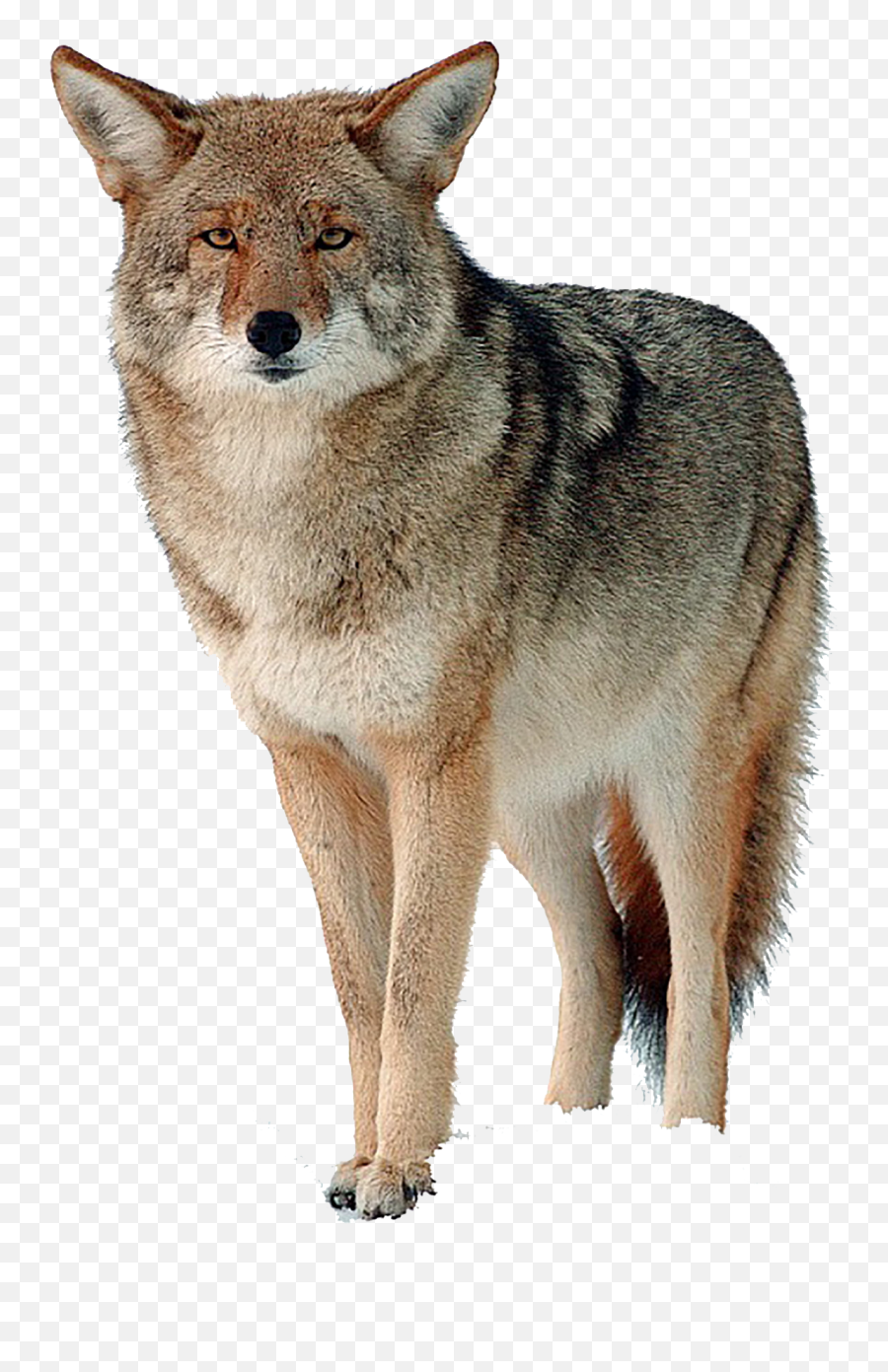 Coyote Png Hd - Coyote Png Transparent,Coyote Png