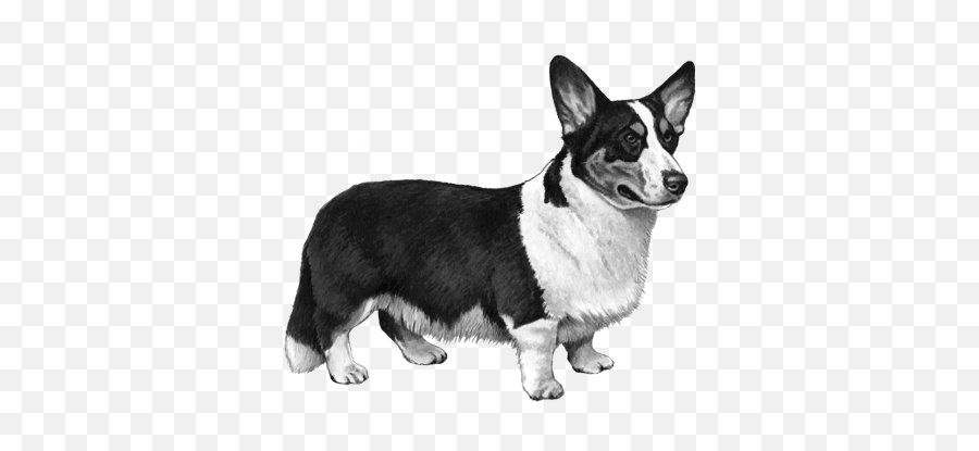 Cardigan Welsh Corgi Dog - Pembroke Welsh Corgi Png,Corgi Png