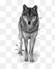 Wolf Png Transparent Stock Images Free - Picsart Wolf Png,Wolf Transparent Background