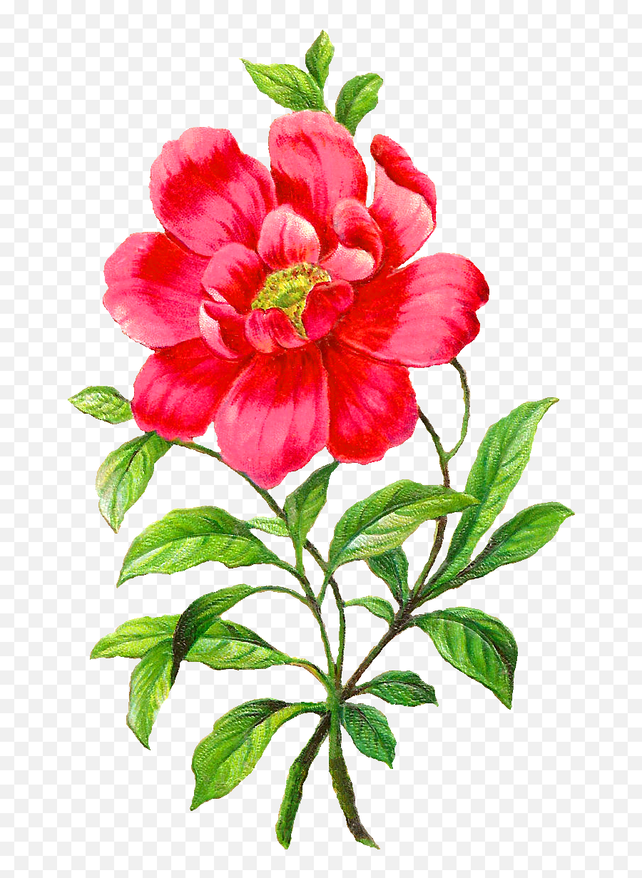 Digital Camellia Clip Art Graphics - Camellia Flower Clipart Png,Peony Transparent