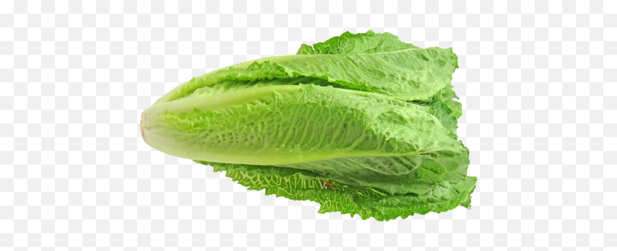 Romaine Lettuce Keto Friendly Answer Ketoask - Superfood Png,Romaine Lettuce Png