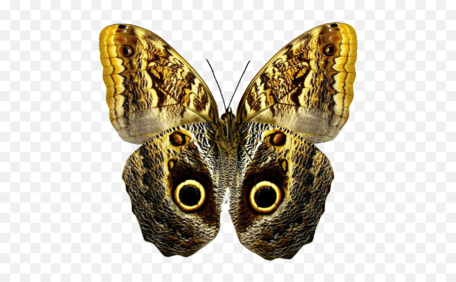 Owl Butterfly Png U0026 Free Butterflypng Transparent - Owl Butterfly Png,Butterfly Png Transparent