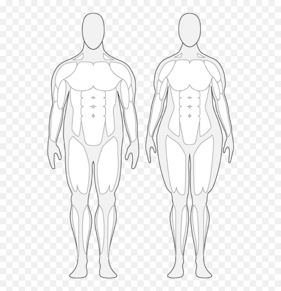 Body Composition Cliparts - Overweight Human Body Png Human Body Muscle Outline,Male Png