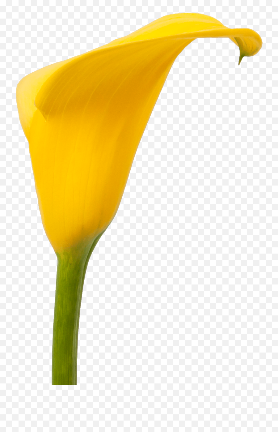 Download Calla Florex Gold - Giant White Arum Lily Full Png,Calla Lily Png