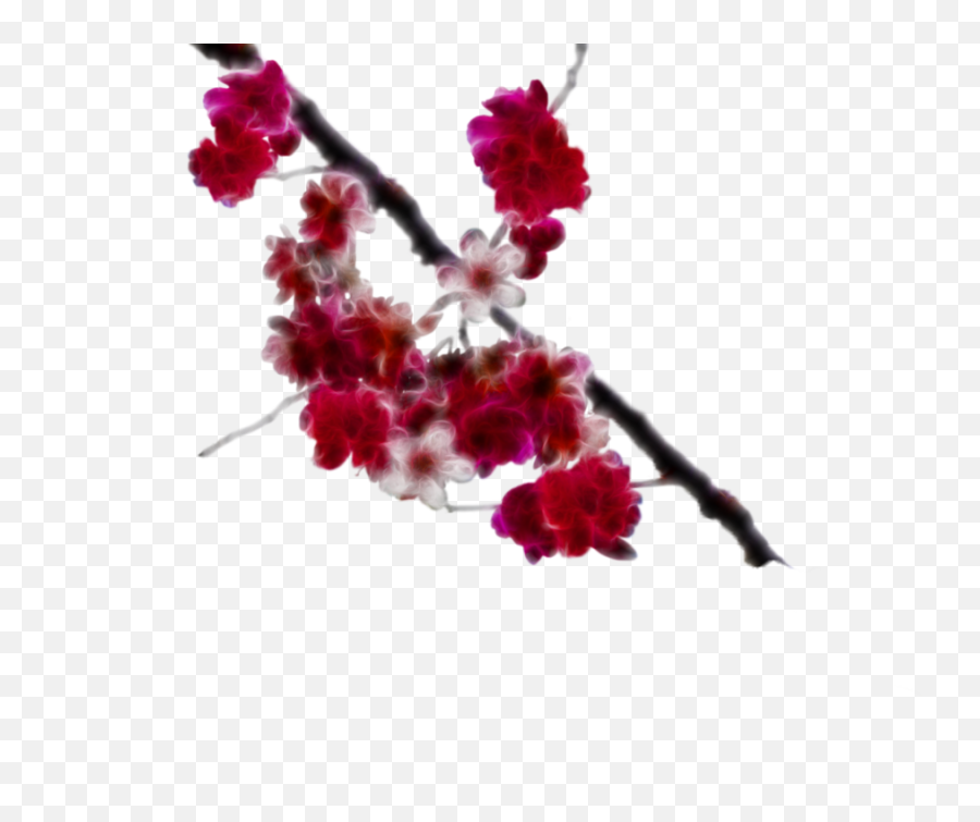 Cherry Blossom Transparent - Transparent Background Cherry Blossom Painting Png,Cherry Blossoms Transparent