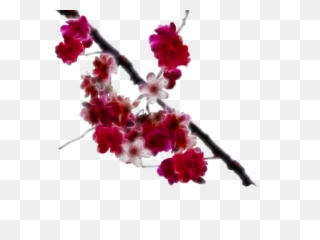 Cherry Blossom Transparent - Background Painting Png