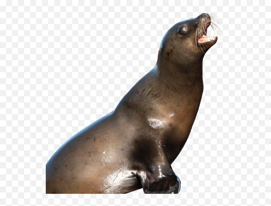 Sea Lions In San Francisco - Sea Lion Transparent Png,Sea Lion Png