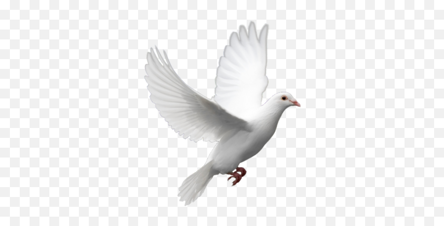 Dove Png Transparent Background - Freeiconspng Single Png Birds Flying,White Dove Icon