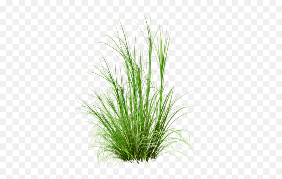 Pin - Grass For Photoshop Png,Grasses Png