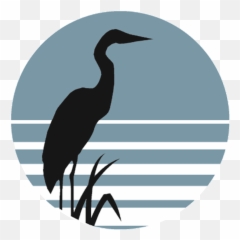 Terrestrial Projects I Friends Of Semiahmoo Bay Society - Ciconiiformes png
