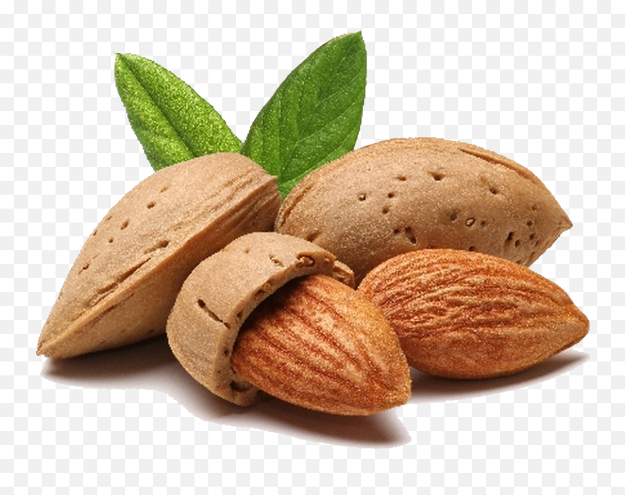 Almonds Png 4 Image - Almond Png,Almonds Png