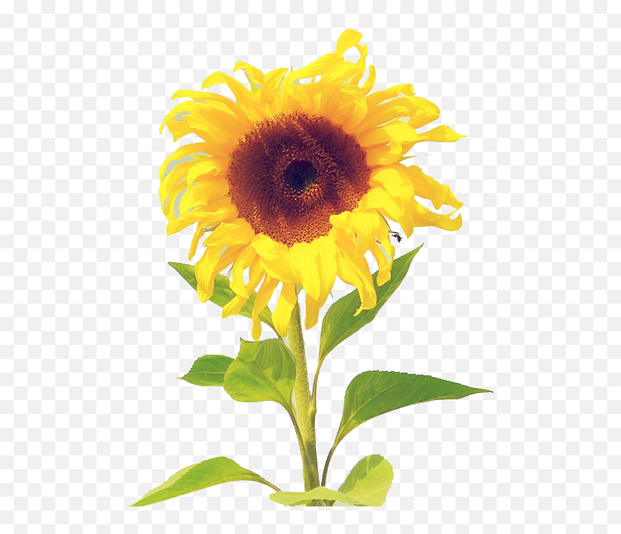 Download - Sunflower Wallpaper Watercolor Iphone Sunflower Wallpaper Iphone Png,Watercolor Sunflower Png