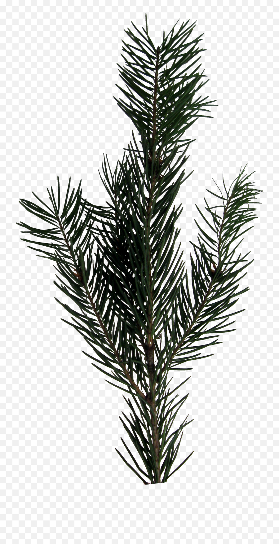 Download Evergreen Sprig Png Image - Sprig Png,Evergreen Png