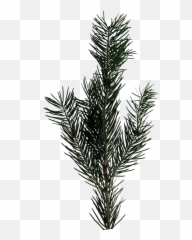 Download Evergreen Sprig Png Image