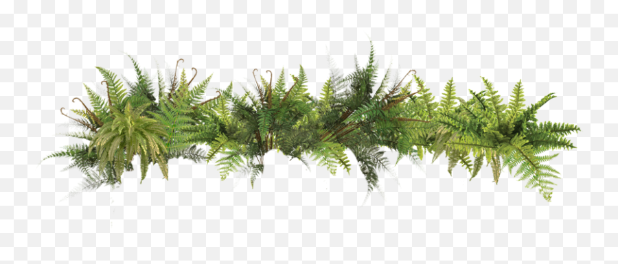 Free Icons Png - Plants In The Rainforest,Fern Png