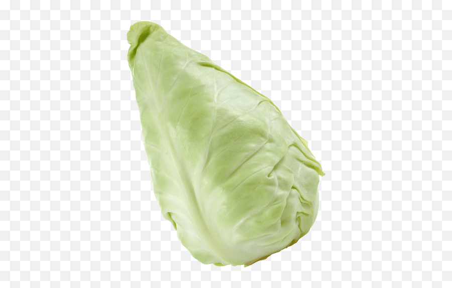 Cabbage - Cabbage Png,Cabbage Transparent