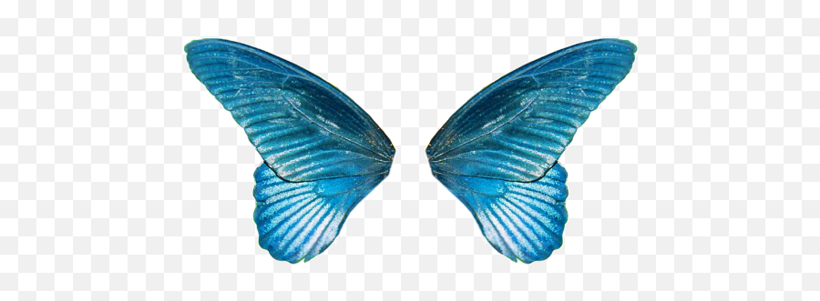 Butterfly Wing Transparent Png - Butterfly Feather Png,Butterfly Wing Png