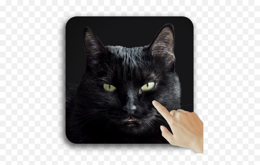 Cute Black Cat Live Wallpaper - Apps On Google Play Cute Black Live Png,Black Cat Transparent