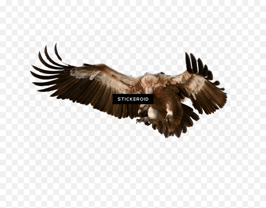Download Vulture - Vulture Png,Vulture Png